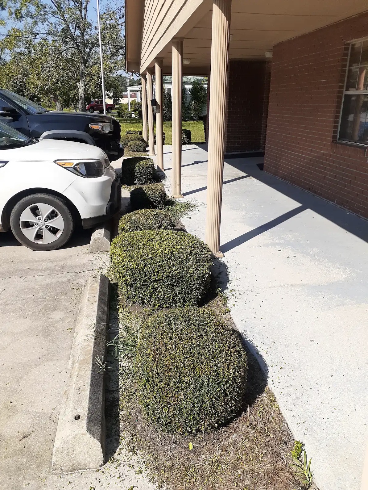 Precision trimmed boxwood hedges at commercial property