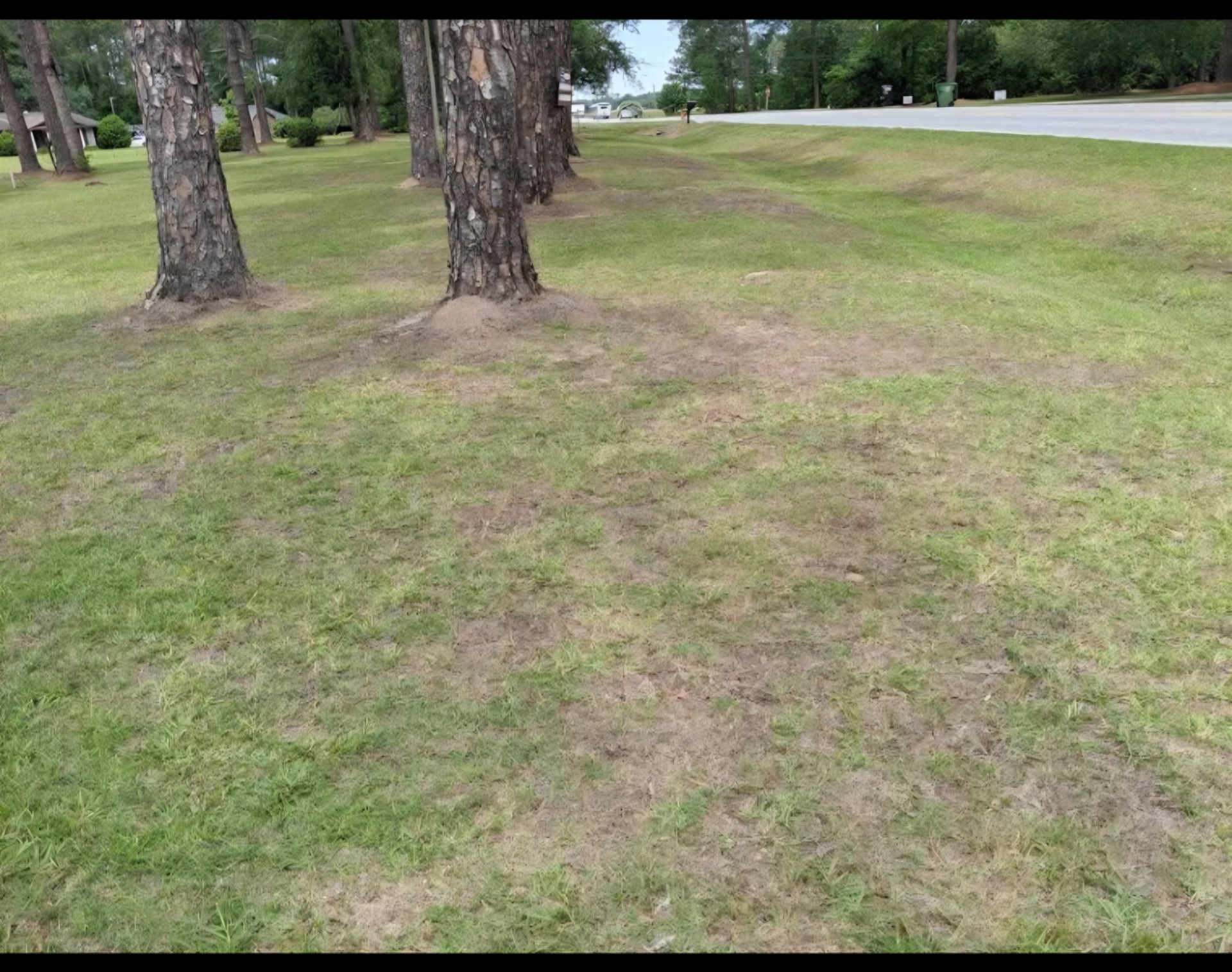 Front yard mowing under pine trees