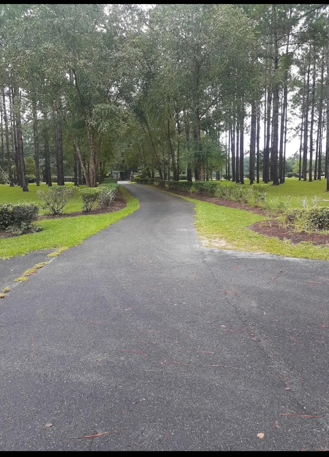 Tree-lined driveway with fresh edging and hedges