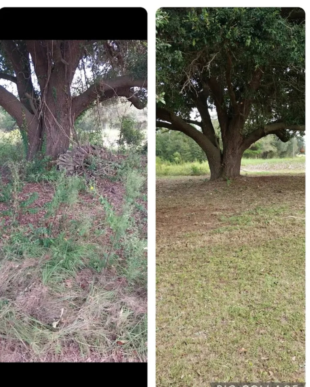 Overgrown lot cleared under mature oak tree