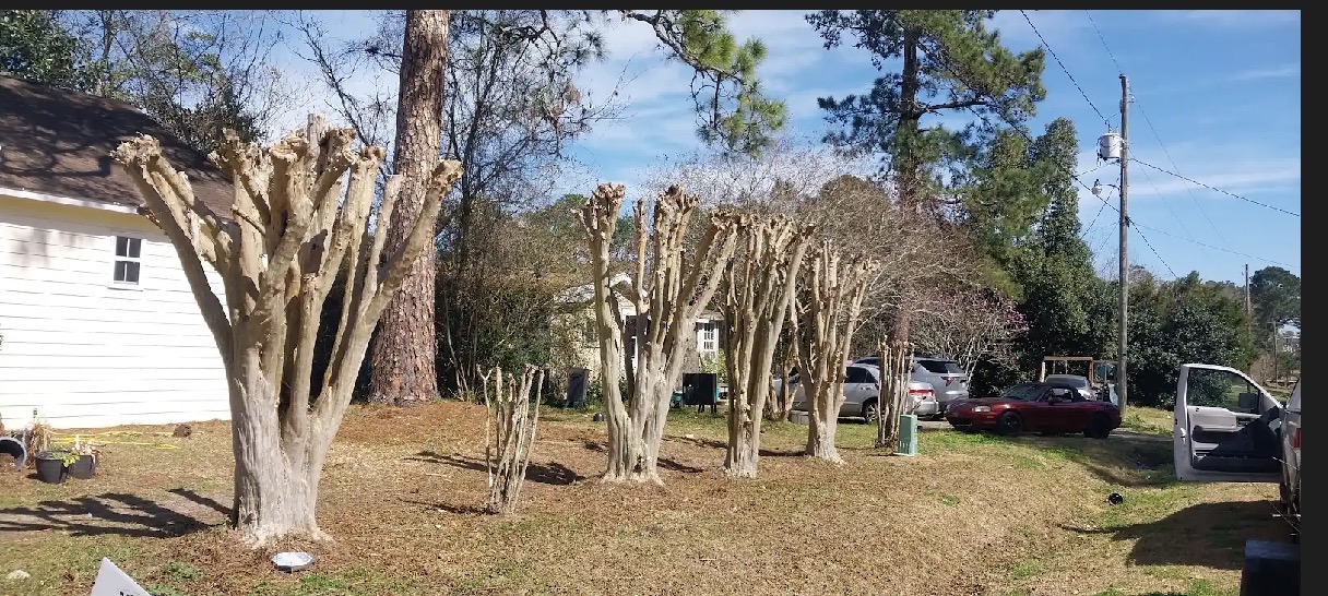 Crape myrtle trees professionally pruned back for the season