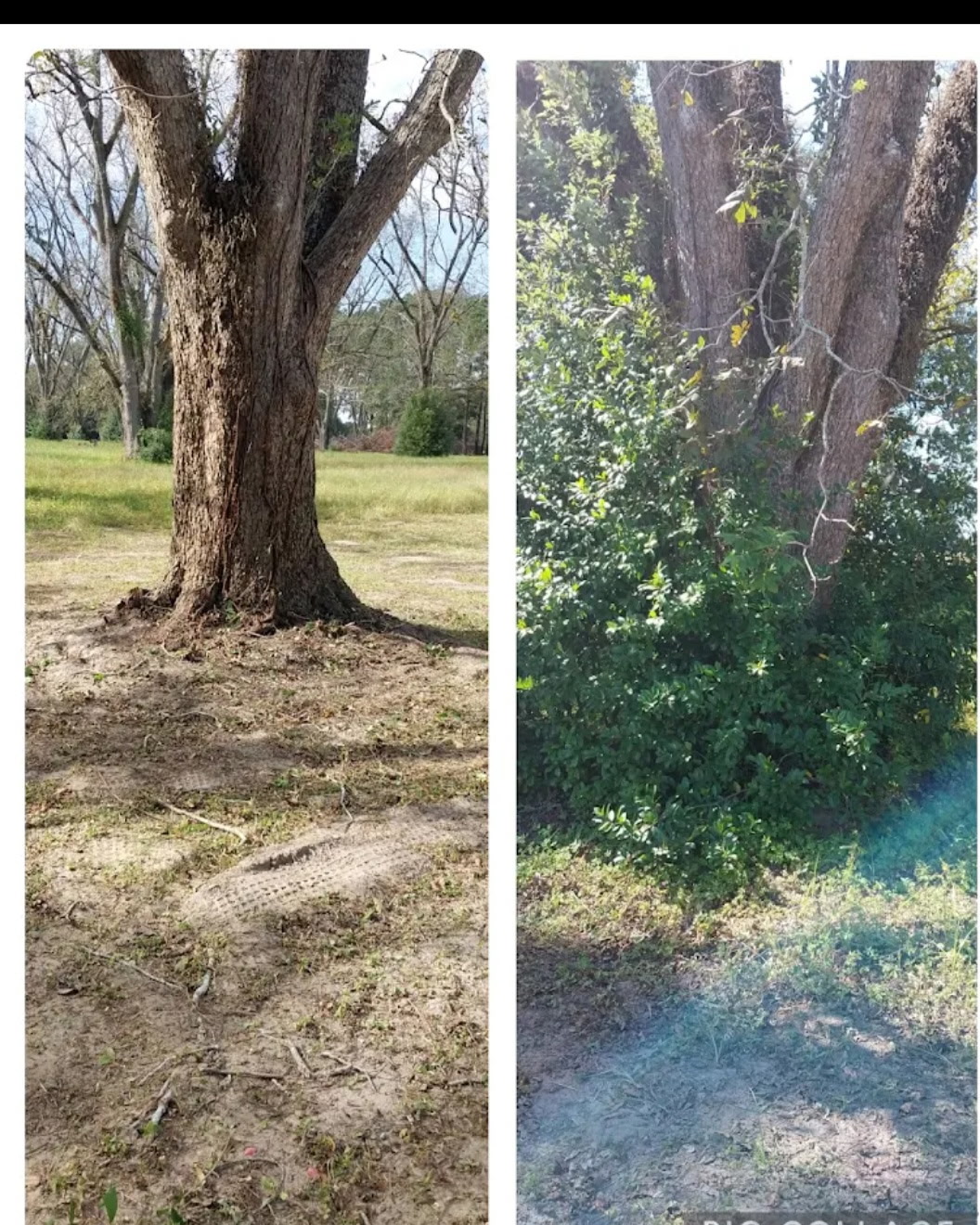 Tree and shrub trimming before and after