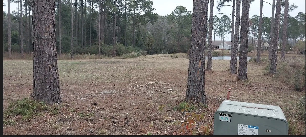Cleared and maintained lot with pine trees