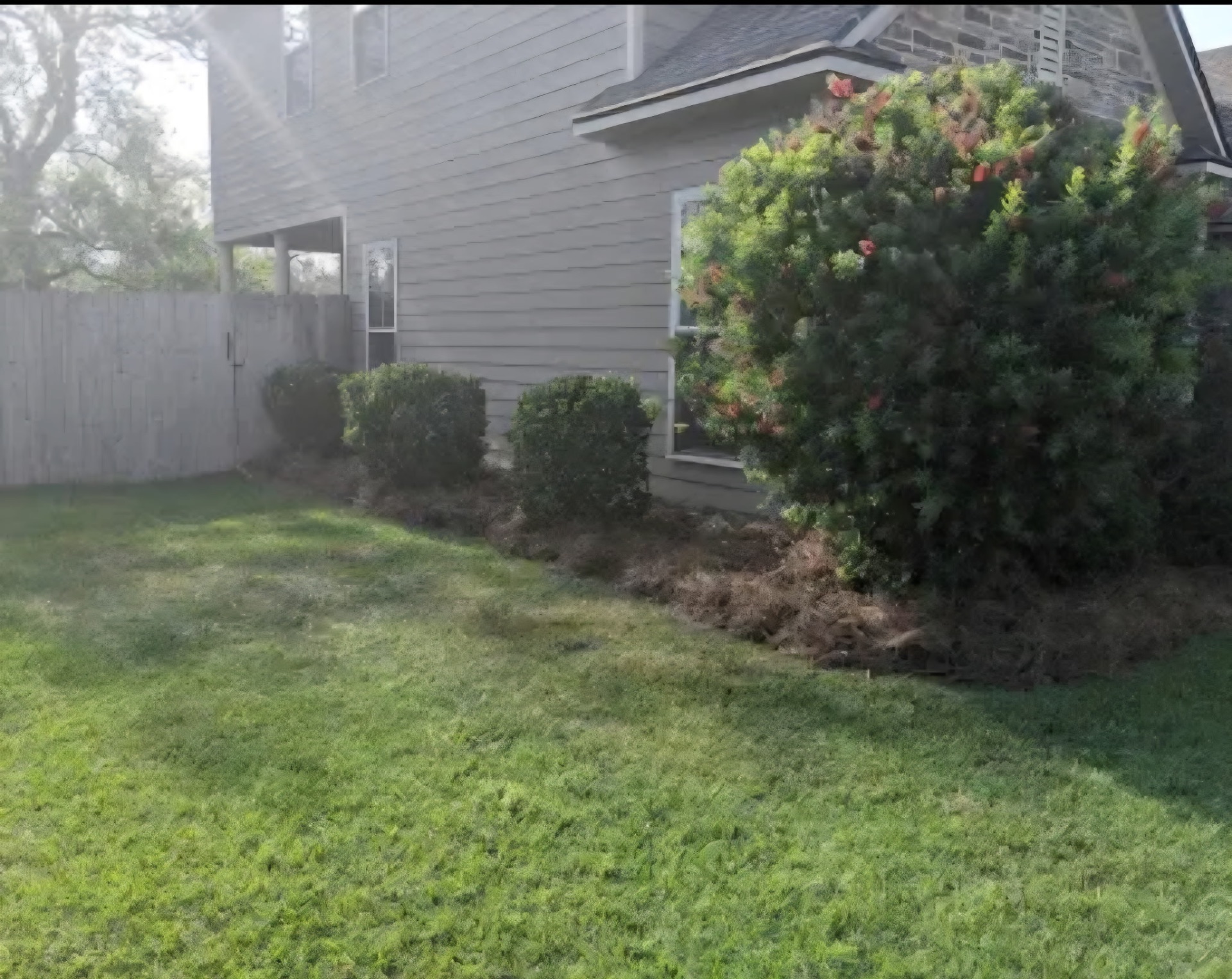 Side yard hedge trimming and cleanup