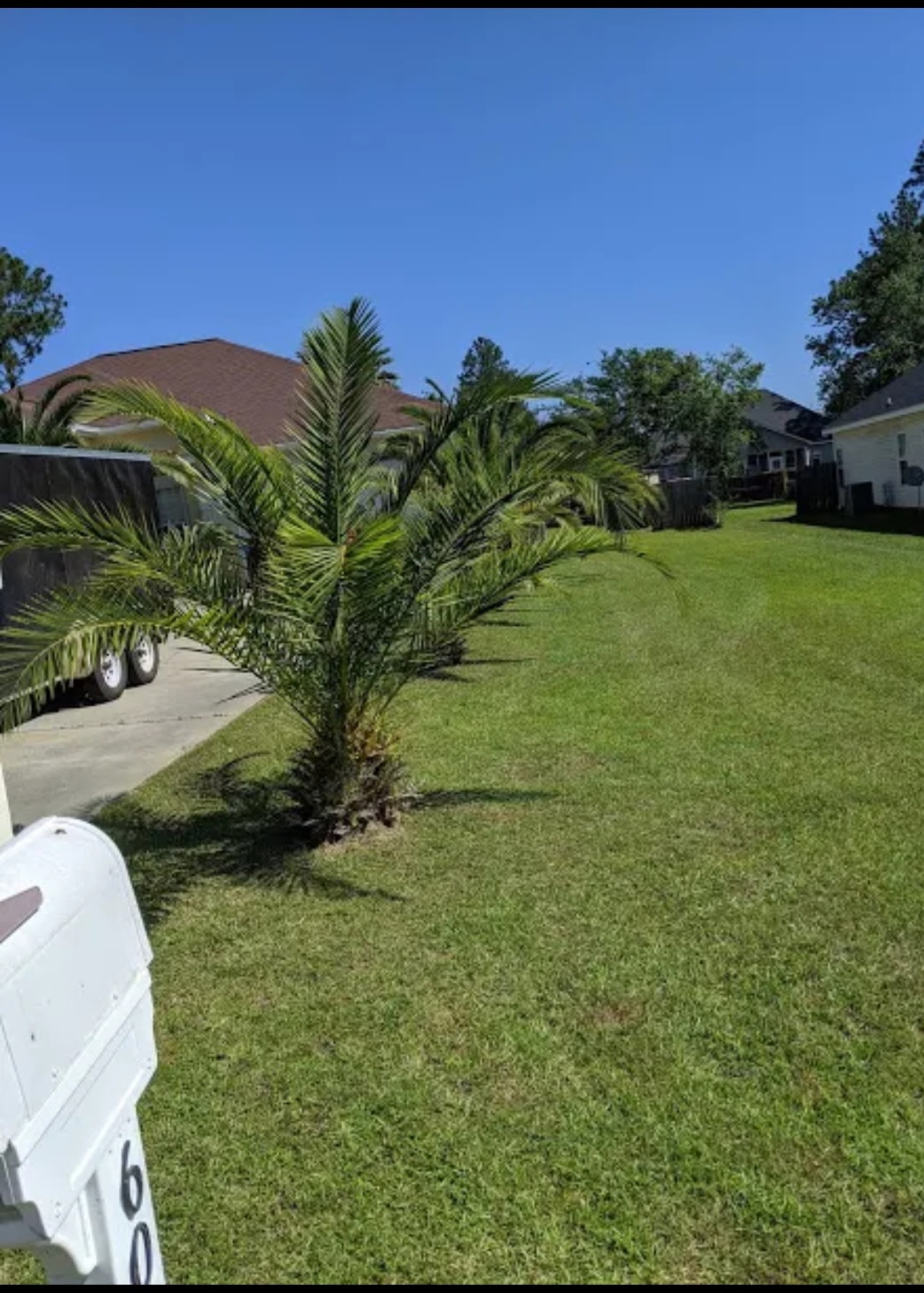 Palm tree row along freshly mowed residential lawn