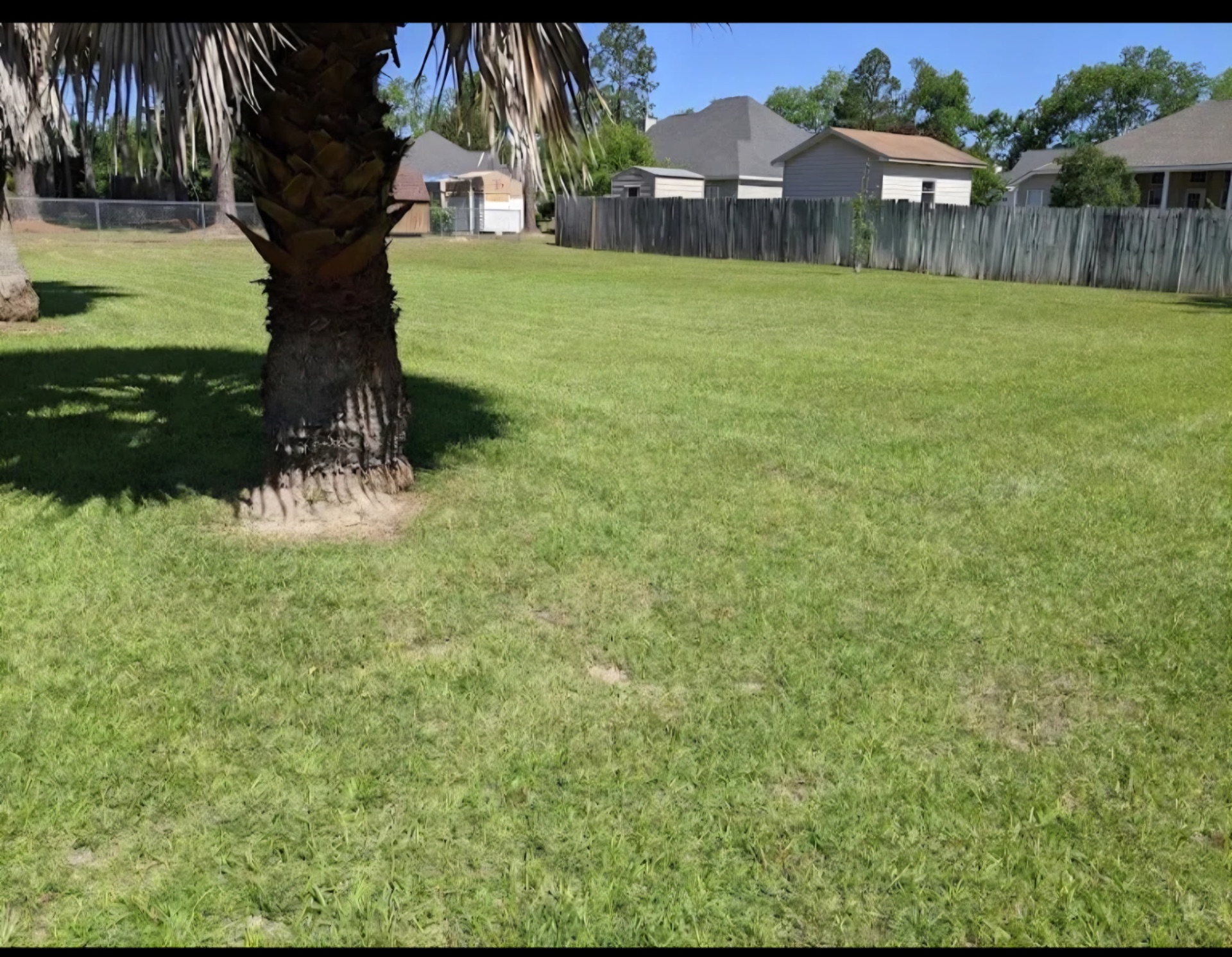 Backyard freshly cut around palm tree